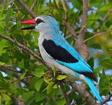 Woodland Kingfisher Halcyon Senegalensis Widely Distributed In