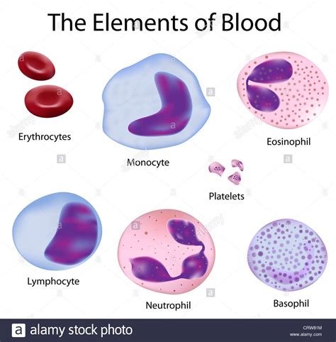The Cells Of Human Blood Red Blood Cells And Different