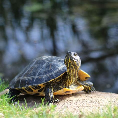 Studying Reptiles The Herpetology Guide My Learning Online