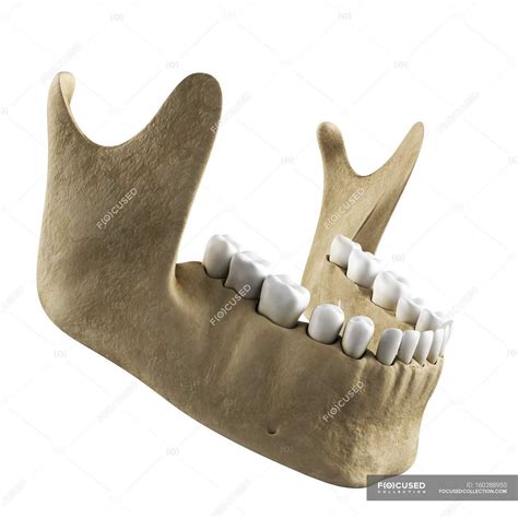 Human Jawbone Anatomy — Scientific Illustration Conceptual Stock