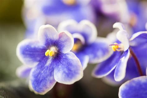 Best Indoor Flowering Plants Australia Better Homes And Gardens