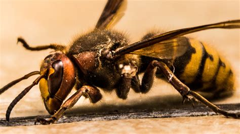 Wasps Bees And Hornets Whats The Difference Pest Uk