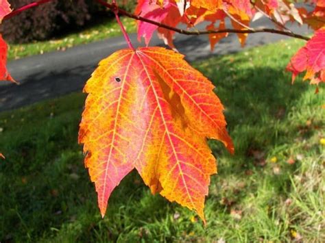 6 Prevalent Types Of Maple Trees In Alabama Progardentips Maple