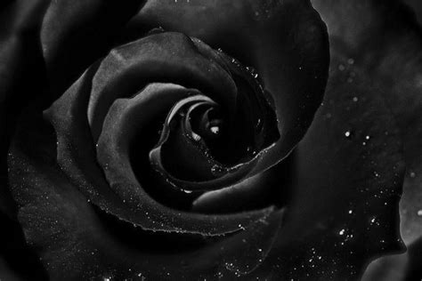 Why are black and white backgrounds the current trend? Black and White Rose Wallpaper ·① WallpaperTag