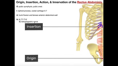 Internal Oblique Muscle Origin And Insertion Miinullekko