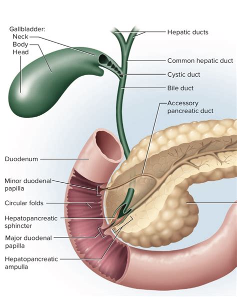 Ampulla Of Vater Cancer Mass Cadaver