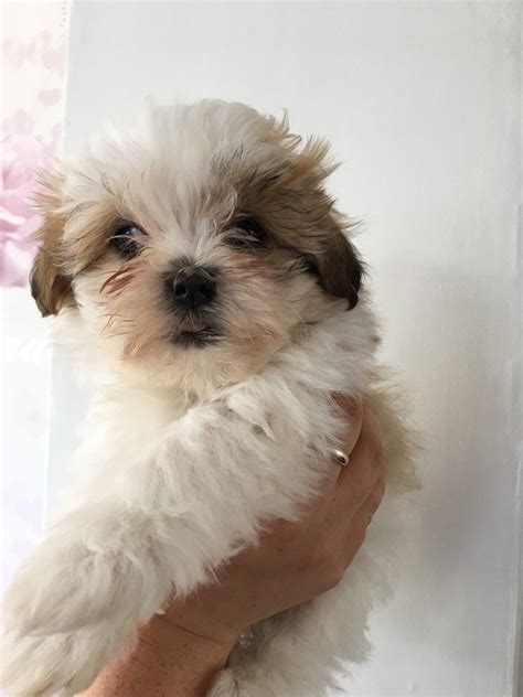 Maybe you would like to learn more about one of these? Shih Tzu puppies | Chesterfield, Derbyshire | Pets4Homes