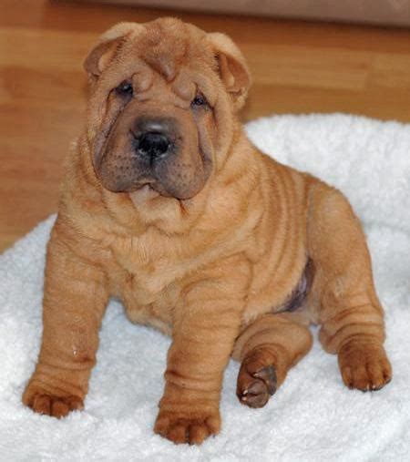 Cubby The Shar Pei Puppies Daily Puppy