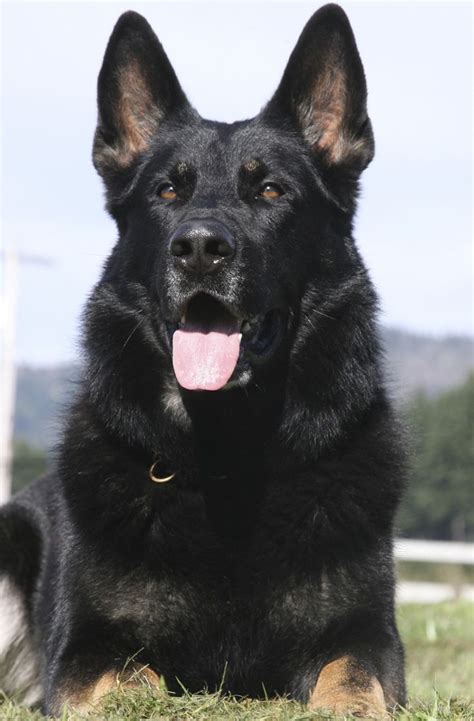 Mclean february 6, 2020 share a. 2818 best images about German Shepherd breed on Pinterest ...
