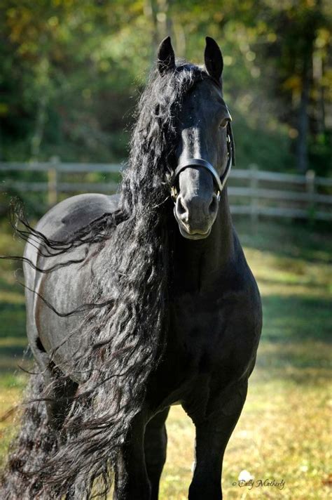 Friesian Stallion Frederik The Great Horses Pinterest Pferde