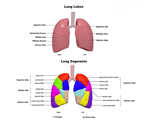 Lung Anatomy Lobes