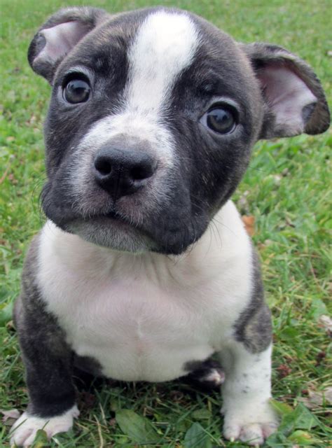 Hello future loving home & family. Blue Pitbull Puppies For Sale - Blue Nose Pitbull Breeders ...