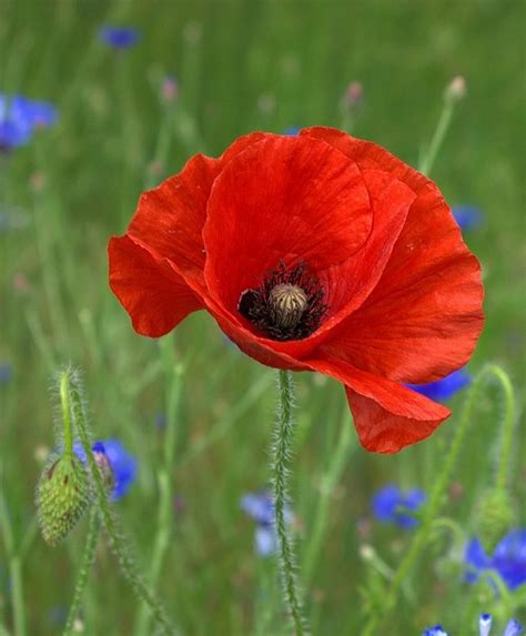 A Red Poppy Sitting In The Middle Of A Field With Blue And Green