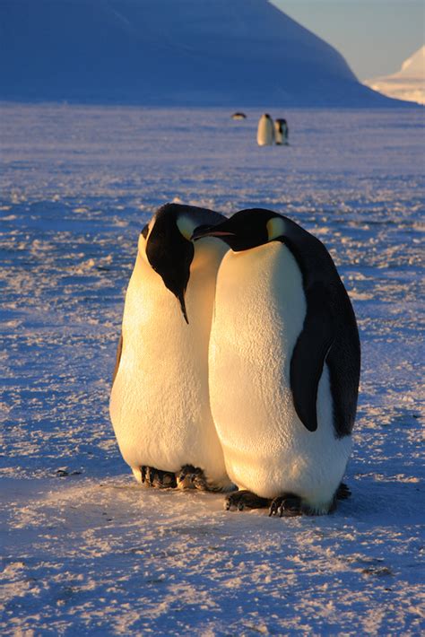 Emperor Penguin Mating