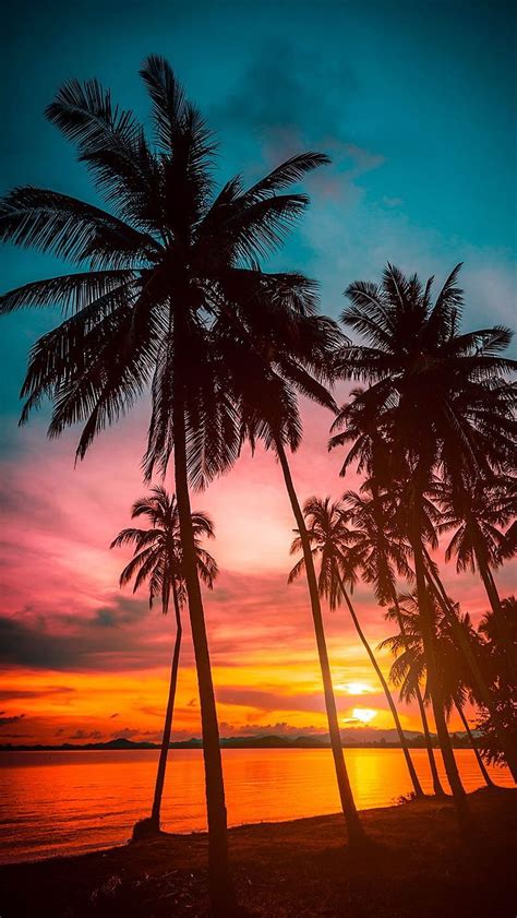 Dest L On Iphone Sunset Beautiful Nature Scenery Palm Tree