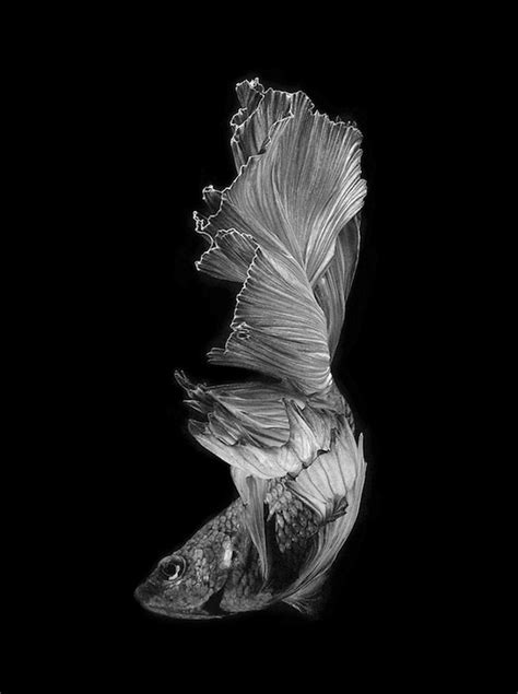 Photo Series Captures The Stunning Beauty Of Siamese Fighting Fish 15