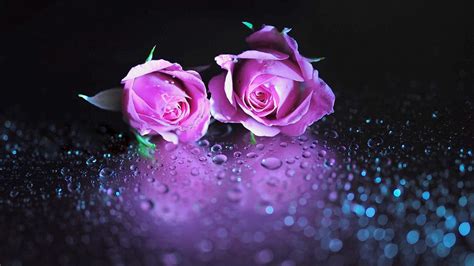 Violet Rose Wallpapers 58 Background Pictures