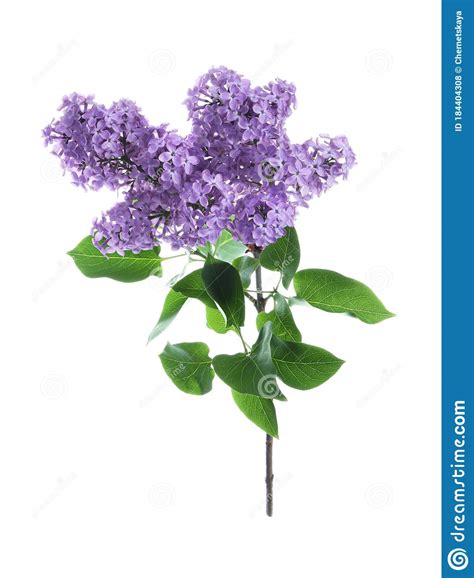 Beautiful Blossoming Lilac Branch With Leaves Isolated Stock Photo