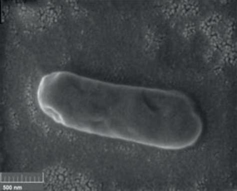 Field Emission Scanning Electron Micrograph Of Salmonella Cell A And
