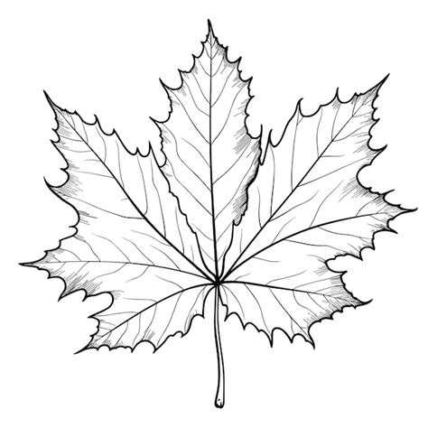 Premium Vector Hand Drawn Sketch Maple Leaf Illustration