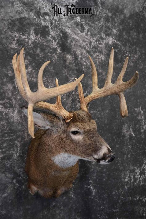 Whitetail Deer Taxidermy Shoulder Mount For Sale Sku 1316 All Taxidermy