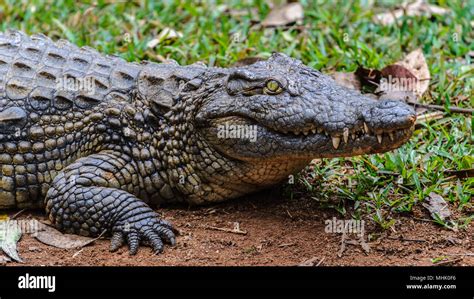 Retrato De Un Cocodrilo Del Nilo Crocodylus Niloticus Un Cocodrilo