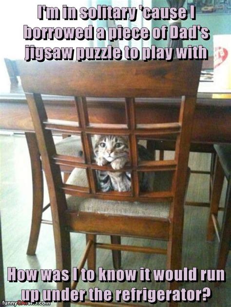 Iz A Puzzlement Lolcats Lol Cat Memes Funny Cats Funny Cat
