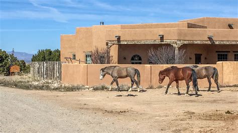 Wild Horses Of Placitas Santa Fe Reporter