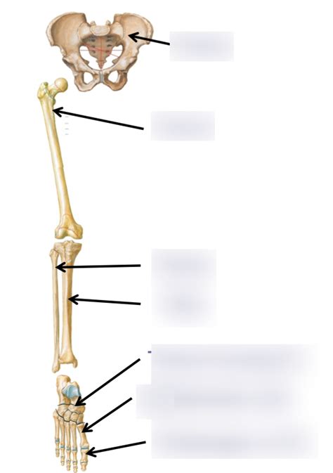 The Leg Bones Diagram Quizlet