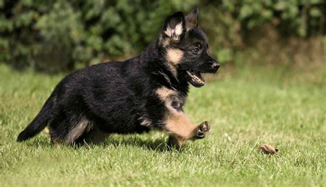 German Shepherd Dog Breed Information Prices Characteristics And Facts