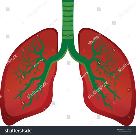 Human Lung Anatomy Vector Illustration Stock Vector Royalty Free
