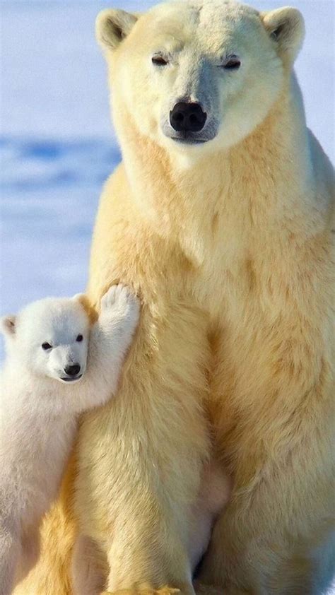 Pin By Bern Ack On Sweetest T A Mothers Love Baby Polar Bears Animals