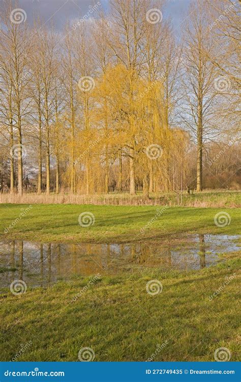 Early Spring Landscape With Flooded Meadow Weeping Willow And Poplar