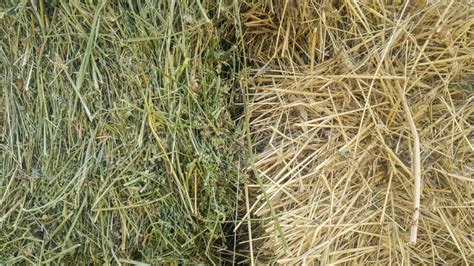 Straw Tuk Hay Grass In Two Parts Fresh Green And Dry Old Yellow Stock