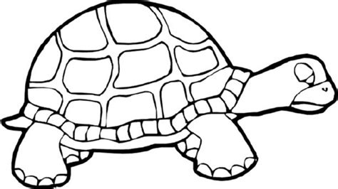 Printable Turtle Coloring Pages Customize And Print