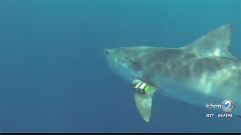 Sharks Cove Oahu Shark Attacks Kandace Bunn
