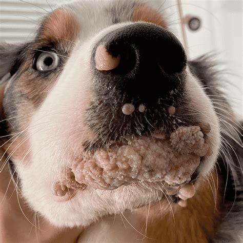 Shepherd Dog With Explosive Oral Growths In Mouth