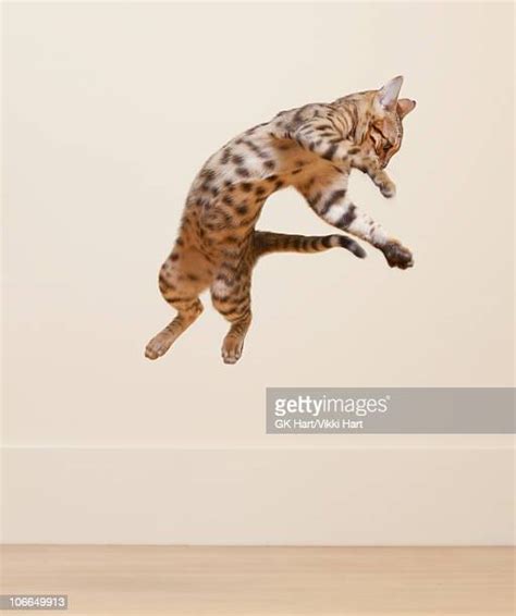 Bengal Cat Jumping Photos And Premium High Res Pictures Getty Images