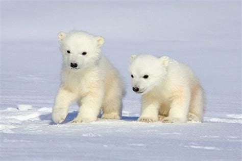Once grown they are usually not hostile unless provoked but can be very dangerous and. Baby Polar bear cubs fact and what you can do to save them ...