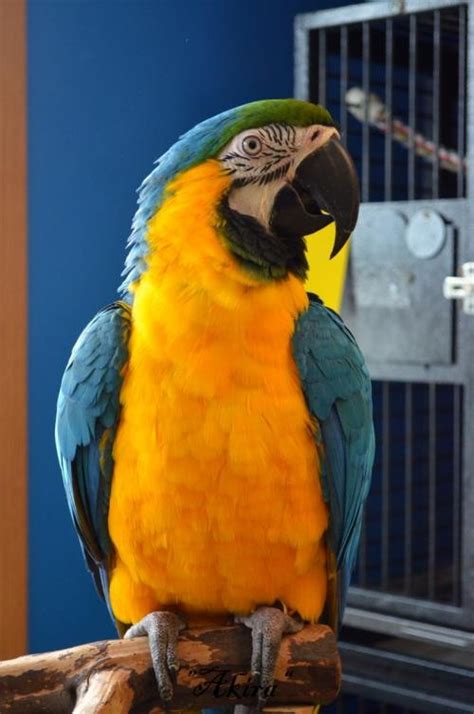 Adopt Akira A Macaw Bird In West Fargo Nd 27890308 Female Male