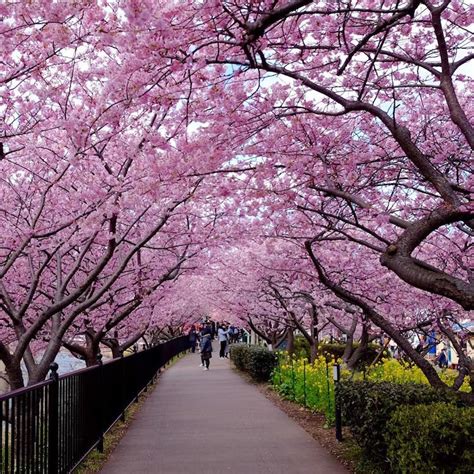 Early Cherry Blossoms Welcome Spring In February In Kawazu