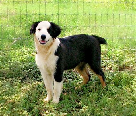 Check Out Panda Our Last Black And White Australian Shepherd For Sale