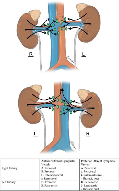 Retroperitoneal Lymph Nodes Anatomy