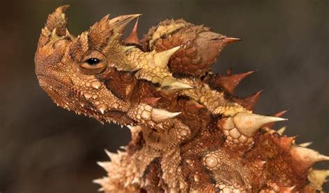 Introduce About Thorny Devil 2000 Daily
