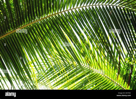 Waving Palm Tree Leaves With Sky In Background Stock Photo Alamy