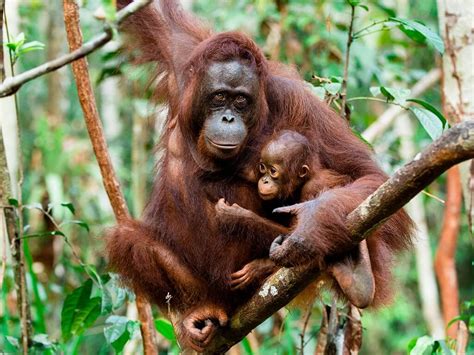 Hutan merupakan kawasan tadahan hujan dan diibaratkan span yang menyerap air ke bawah tanah. 15 Spesies Haiwan Paling Terancam Di Malaysia - SENTIASAPANAS