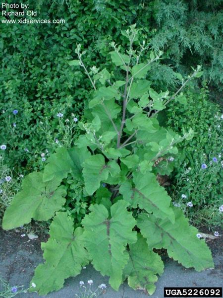 Is This Plant A Weed Garden University Of Minnesota