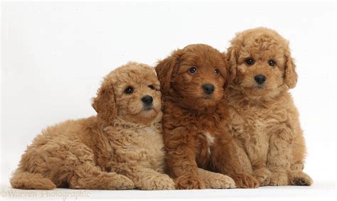 Dogs Three Cute Red F1b Goldendoodle Puppies Photo Wp37283