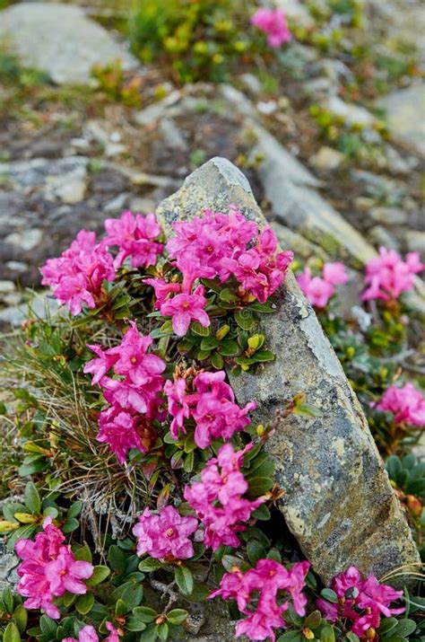 Rhododendron Blooming Flowers In Carpathian Mountains On The Wild