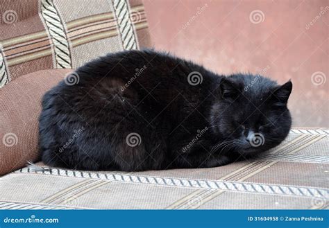 Sleeping Black Cat Stock Photo Image Of Black Resting 31604958